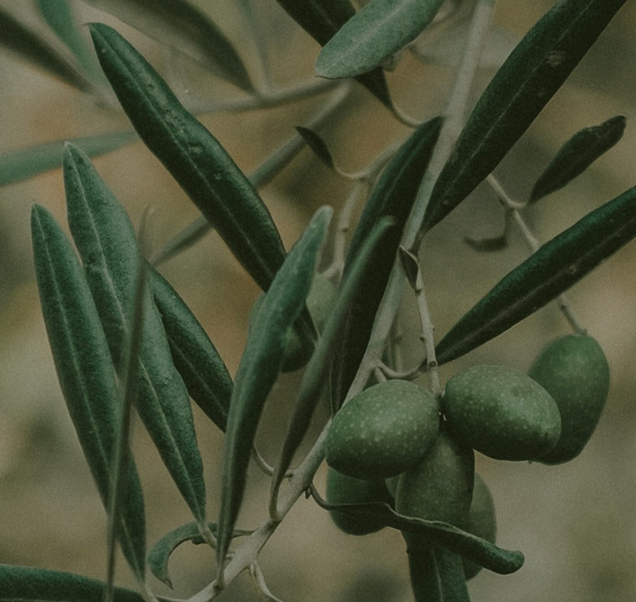 Olive oil in baby formula: <br>Why we switched for more wholesome nutrition